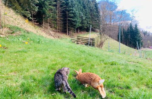 Naturhof Kluge - Foto 51