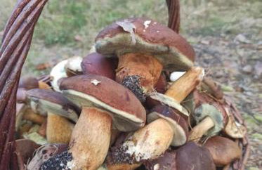 Sielska Oaza - siedlisko wiejskie z domem całorocznym - Foto 44