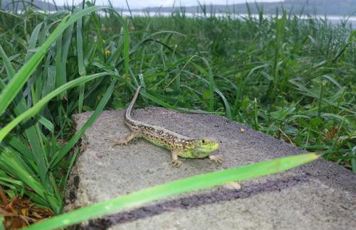 Ostoja Stacze - Foto 36