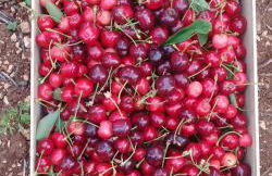 Trulli il Castagno - Foto 28