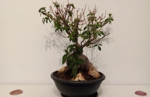 Apartamento Teresa en Vilanova de Arousa - Foto 21