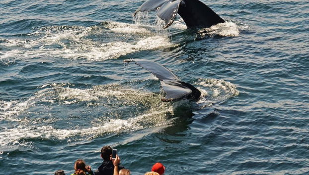 Crucero de avistamiento de ballenas del New England Aquarium - Foto 2