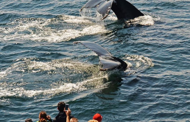 Crucero de avistamiento de ballenas del New England Aquarium - Foto 2