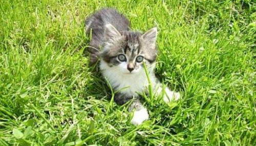 Haus-Spannbauer-Wohnung-Dreisessel - Foto 5