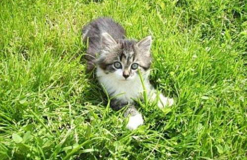 Haus-Spannbauer-Wohnung-Dreisessel - Foto 5