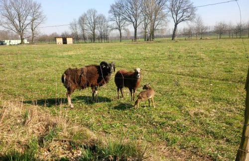 Ferienhof Idyll am kleinen Fließ - Foto 11