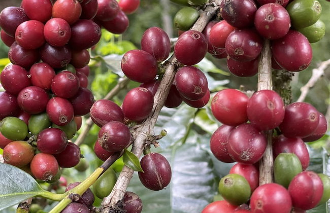 HACIENDA ILUMINADA ECO RETREAT - Foto 34