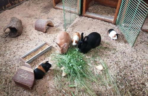 Ferienhaus Schilz II - Urlaub auf dem Bauernhof - Foto 30