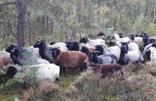 Apartment at the Eichenpark - Foto 25