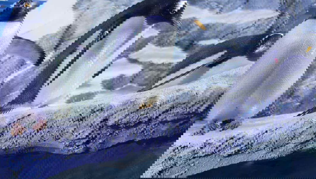 Entrada a SEA LIFE® Constanza