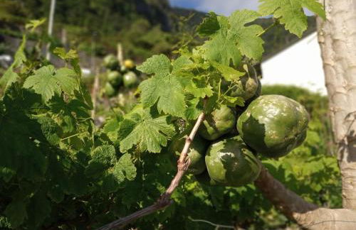 Lazy Lizard by the Ocean - Foto 22