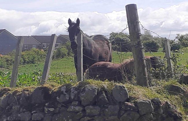 Ochil Cottage In Bannockburn, Close to Stirling - Foto 21
