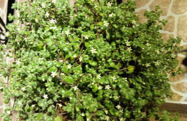 Casa da Rosarinha - Photo 9