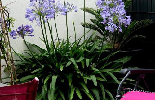 Studio rénové à deux pas de la plage des Lutins - Terrasse privée, parking et animaux acceptés - FR-1-426-515 - Foto 24