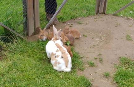 Bio-Bauernhof Mairinghof-Paris - Foto 40