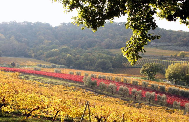 Altarocca Wine Resort - Photo 17