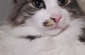 Haus-Fehmarn-am-Dorfteich-|-Wohnung-2-West - Foto 51