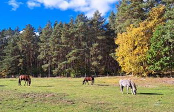 Agroturystyka Polana Harmonii - Foto 23