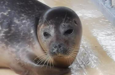 Ferienwohnung Irene in Strackholt - Foto 39