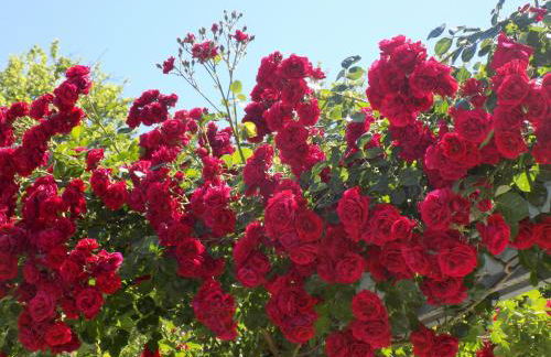 Des Roses Hotel - Foto 18