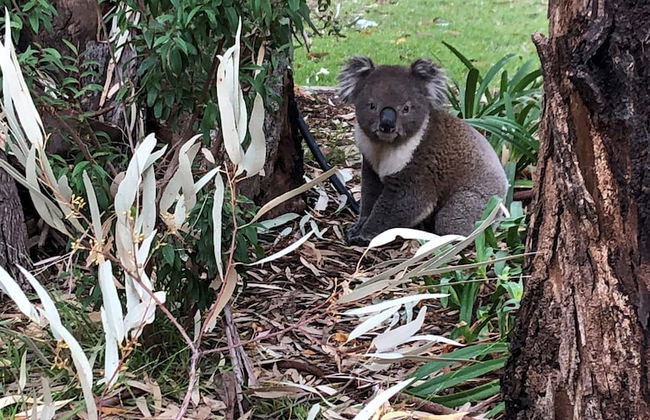 Ingenia Holidays Murray Bend - Photo 55