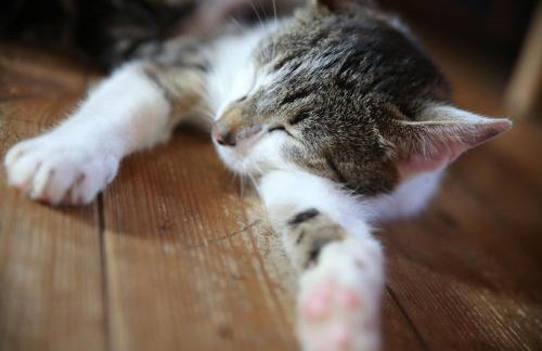 Uroczysko Skomackie - Foto 36