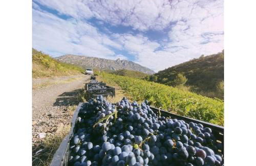 Maison de campagne dans un domaine viticole - Photo 14