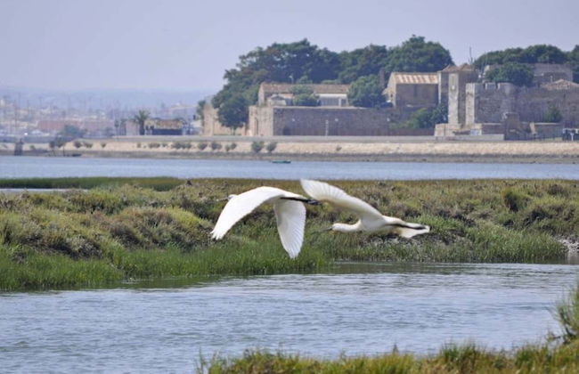 Paseo en barca ecológica por la Ría Formosa - Foto 11