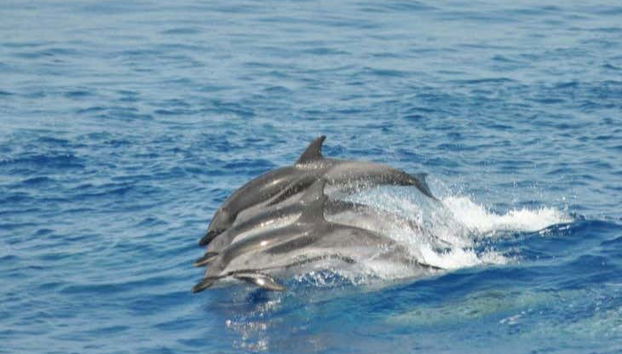 Entrada al Acuario de Génova + Paseo en barco con avistamiento de cetáceos - Foto 3