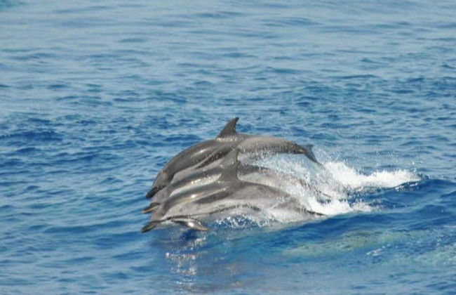 Entrada al Acuario de Génova + Paseo en barco con avistamiento de cetáceos - Foto 3
