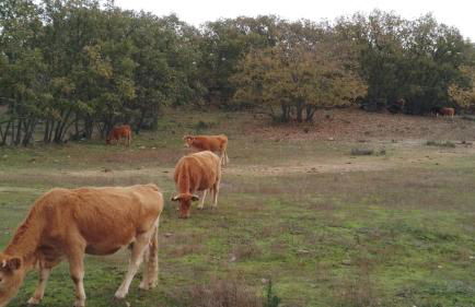Casa rústica com terraço e jardim - Foto 48