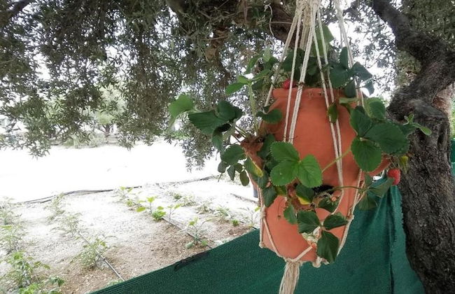 Apartments With Garden View, Creta, Ierapetra - Foto 38