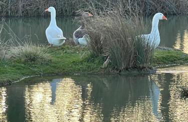 Mulberry House Farm Mulberry Lodge - Foto 22
