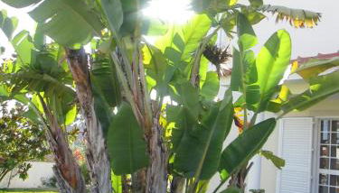 Moradia da Bananeira - Foto 3