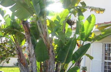 Moradia da Bananeira - Foto 3