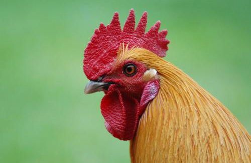 Ferienbauernhof Liesenberg Meerblickhaus Strandmuschel - Foto 40