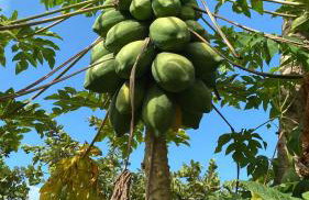 Pousada Chalés Praia Vermelha - Foto 32