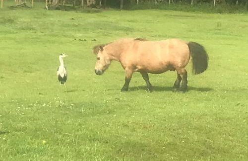 Peaceful Shepherd's Hut next to Horse Field - Foto 16
