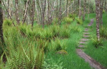 Inverawe Cottages - Foto 15