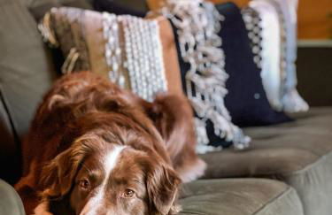 The Lily Pad - Hunter NY - Foto 6