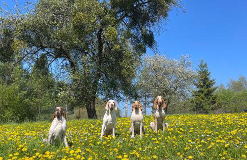 Żurawi klangor dom z sauną i jacuzzi - Foto 35