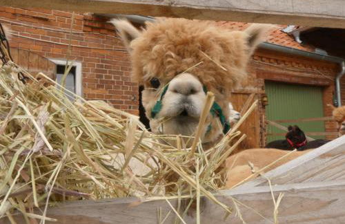 Alpaka-Lodge - Photo 45