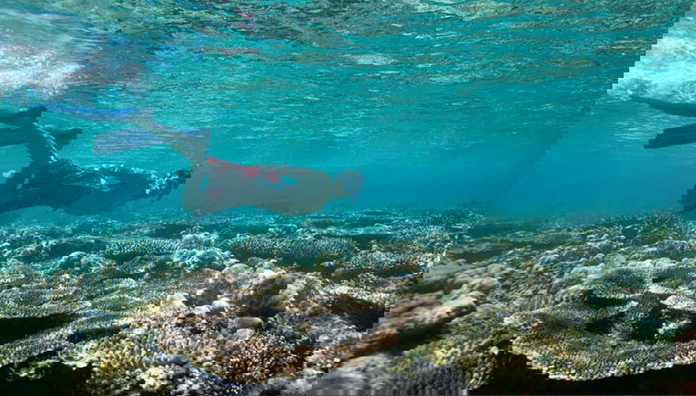 Snorkeling alla Pared de El Palmar - Foto 1