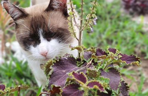Espaço Canela-de-Ema - Foto 48