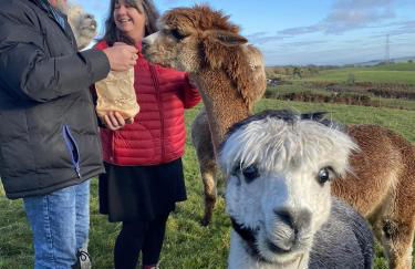 Unique Stay on an Alpaca Therapy Farm with Miniature Donkeys North Wales - Foto 22