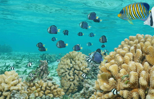 Paseo en barco con fondo de cristal - Foto 1