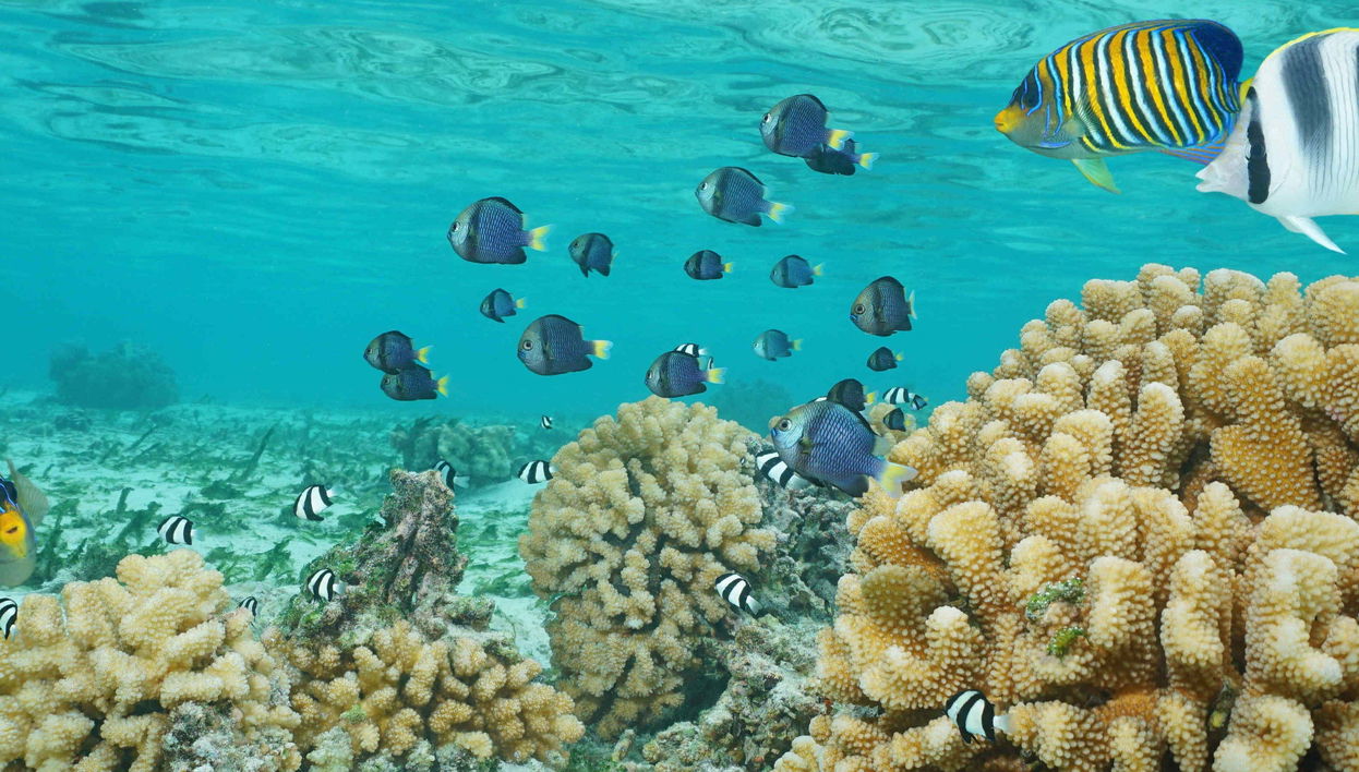 Paseo en barco con fondo de cristal