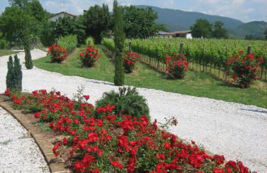 Pizzulin - Wine & Living - Foto 12