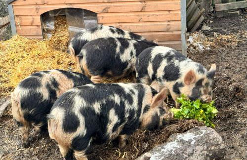 Pets- Garden- Bbq- Parking- Fireplace- Sleeps 6 - Foto 14