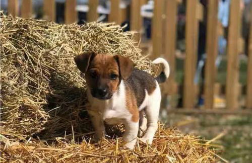fattoria Coppetella Cemani - Photo 23